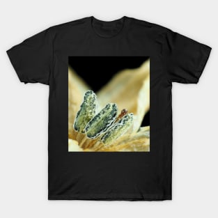 Hot chili pepper flower under the microscope T-Shirt